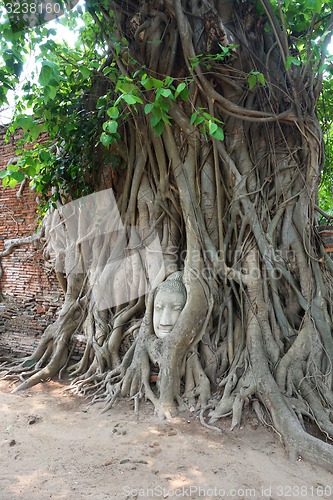 Image of Head of sandstone buddha in tree root