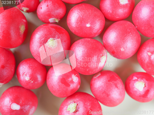 Image of Radish vegetable 