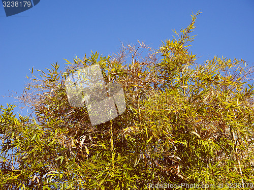 Image of Retro look Bamboo plants