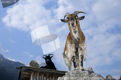 Image of goat, capra aegagrus hircus