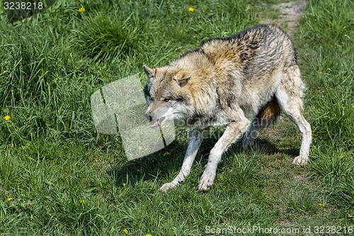 Image of wolf, canis lupus