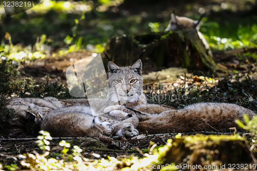 Image of lynx lynx