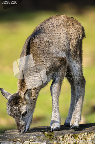 Image of mouflon, ovis aries