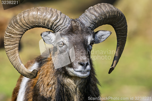 Image of mouflon, ovis aries