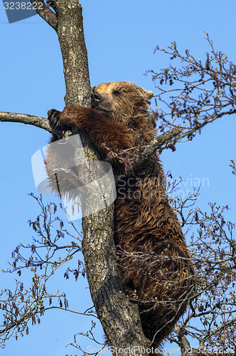 Image of brown bear, ursus arctos