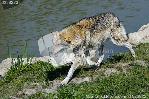 Image of wolf, canis lupus