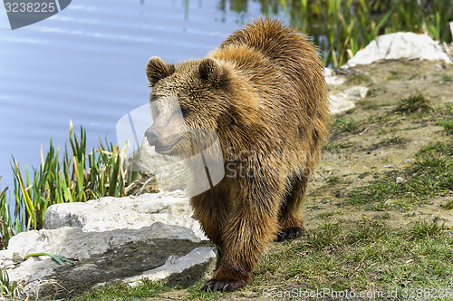 Image of brown bear, ursus arctos