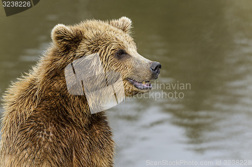 Image of brown bear, ursus arctos