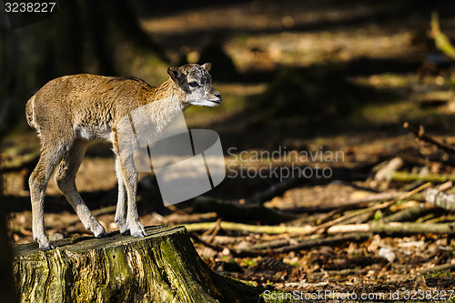 Image of mouflon, ovis aries