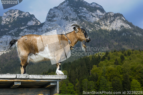 Image of goat, capra aegagrus hircus