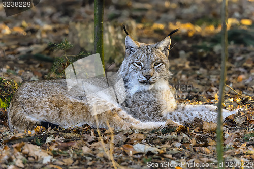 Image of lynx lynx