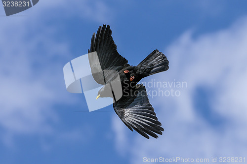 Image of alpine chough, pyrrhocorax graculus graculus, yellow-billed chou