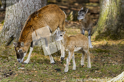 Image of mouflon, ovis aries