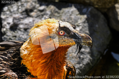 Image of bearded vulture, gypaetus barbatus