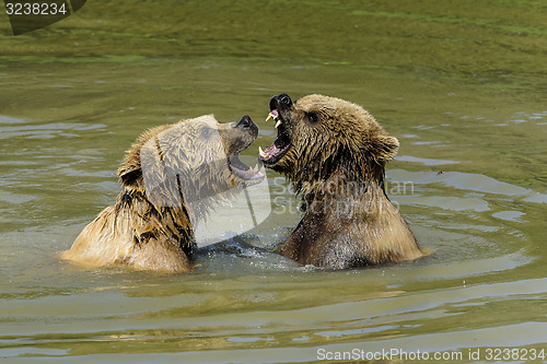 Image of brown bear, ursus arctos