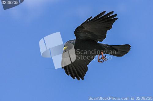 Image of alpine chough, pyrrhocorax graculus graculus, yellow-billed chou