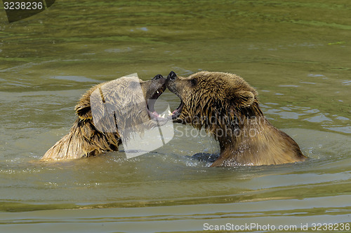 Image of brown bear, ursus arctos