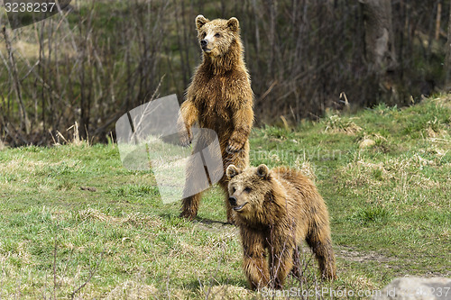 Image of brown bear, ursus arctos