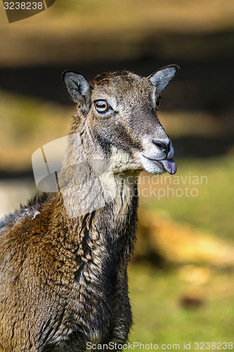 Image of mouflon, ovis aries