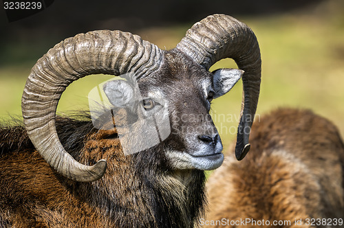 Image of mouflon, ovis aries