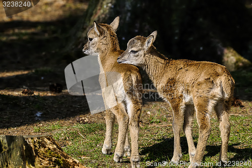 Image of mouflon, ovis aries