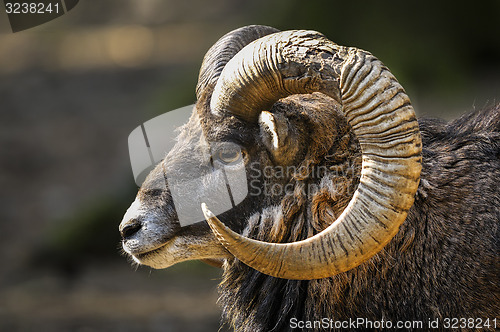 Image of mouflon, ovis aries