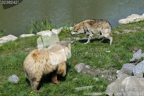 Image of brown bear, ursus arctos