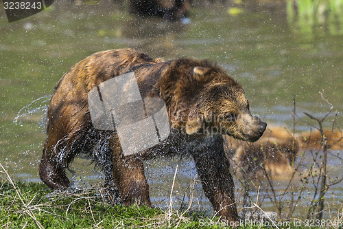 Image of brown bear, ursus arctos