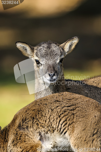 Image of mouflon, ovis aries