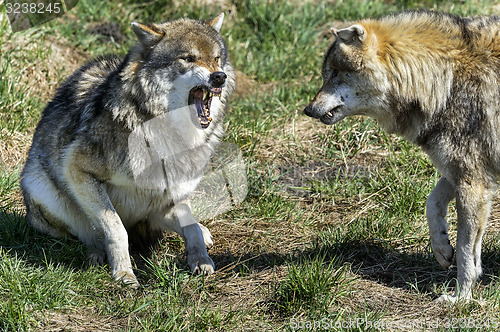 Image of wolf, canis lupus