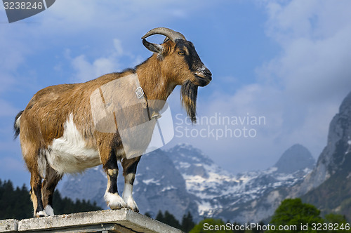 Image of goat, capra aegagrus hircus