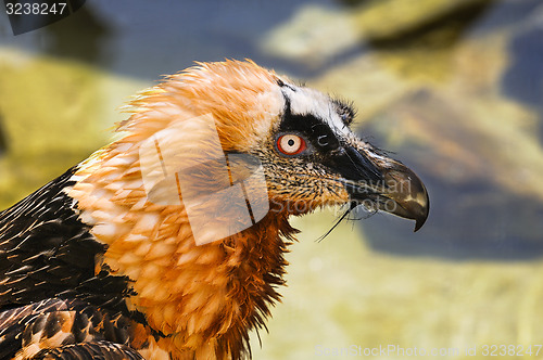 Image of bearded vulture, gypaetus barbatus