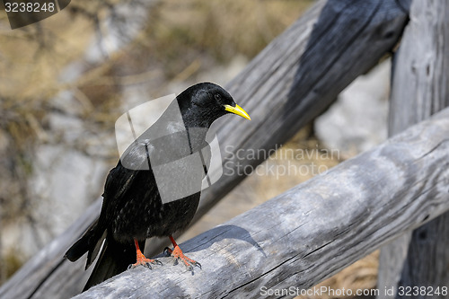 Image of alpine chough, pyrrhocorax graculus graculus, yellow-billed chou