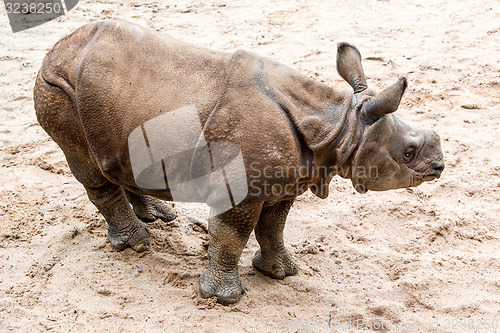 Image of Young Indian one-horned rhinoceros (6 months old)