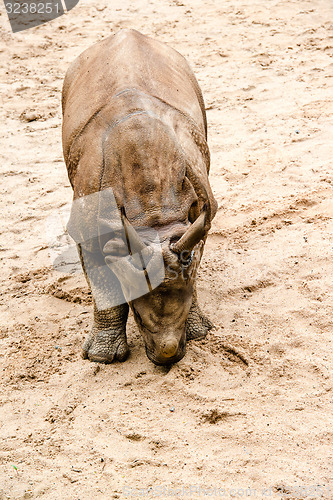 Image of Young Indian one-horned rhinoceros (6 months old)