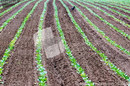 Image of Rows of recently planted lettuce with bird