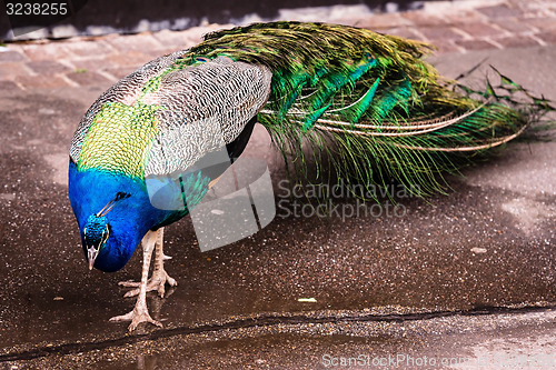 Image of Peacock walking