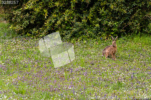 Image of Wild hare in green grass