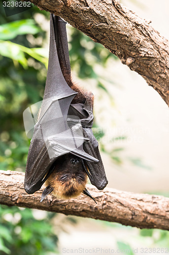 Image of Fruit bat sleeping