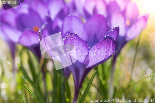 Image of Purple crocuses