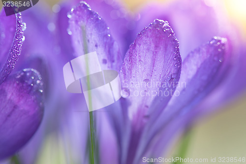 Image of Purple crocuses