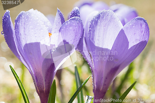 Image of Purple crocuses