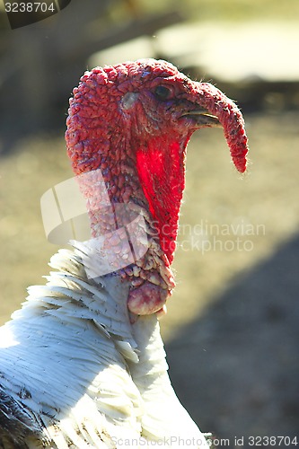 Image of Turkey close-up