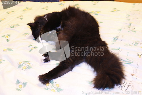 Image of black cat lying prone on the bed