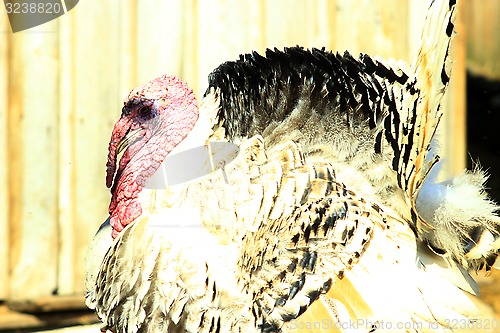 Image of big turkey