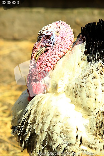 Image of big turkey