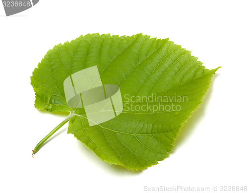 Image of Spring tilia leaf on white background