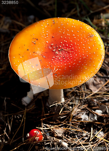 Image of Amanita muscaria mushroom in dark forest at sun day