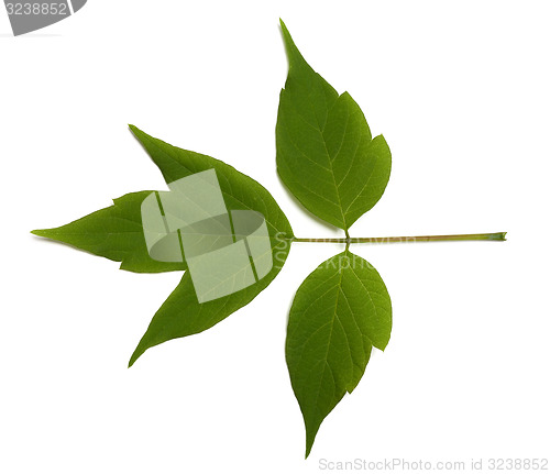 Image of Spring acer negundo leaf on white background