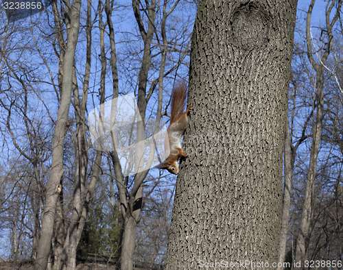 Image of Red squirrels on tree 